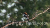 Video of Woodchat Shrike - Woodchat Shrike hunting near to the nest